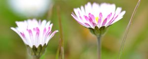 Preview wallpaper daisies, flowers, petals, buds, blur