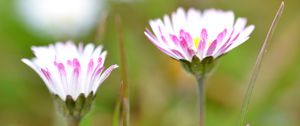 Preview wallpaper daisies, flowers, petals, buds, blur