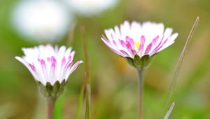 Preview wallpaper daisies, flowers, petals, buds, blur