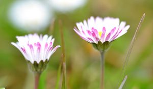 Preview wallpaper daisies, flowers, petals, buds, blur