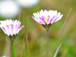 Preview wallpaper daisies, flowers, petals, buds, blur