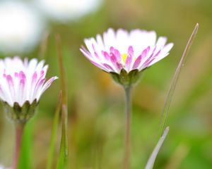 Preview wallpaper daisies, flowers, petals, buds, blur