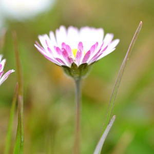 Preview wallpaper daisies, flowers, petals, buds, blur