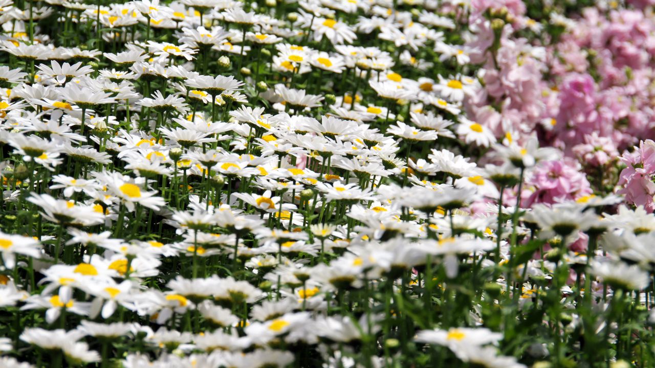 Wallpaper daisies, flowers, petals, white, field