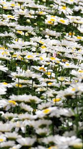 Preview wallpaper daisies, flowers, petals, white, field