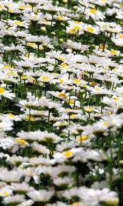 Preview wallpaper daisies, flowers, petals, white, field