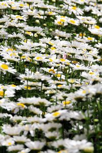 Preview wallpaper daisies, flowers, petals, white, field