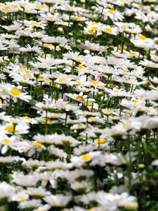 Preview wallpaper daisies, flowers, petals, white, field