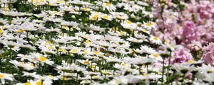 Preview wallpaper daisies, flowers, petals, white, field