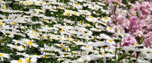 Preview wallpaper daisies, flowers, petals, white, field