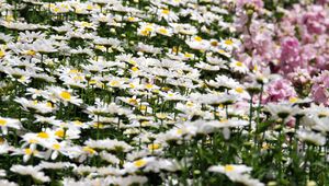 Preview wallpaper daisies, flowers, petals, white, field