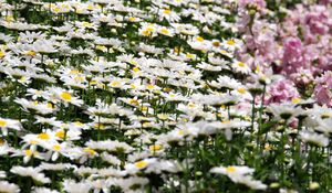 Preview wallpaper daisies, flowers, petals, white, field