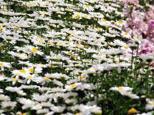 Preview wallpaper daisies, flowers, petals, white, field