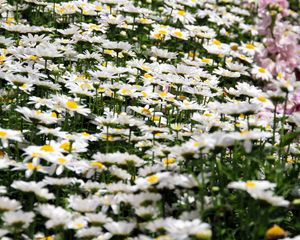 Preview wallpaper daisies, flowers, petals, white, field