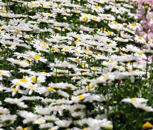 Preview wallpaper daisies, flowers, petals, white, field