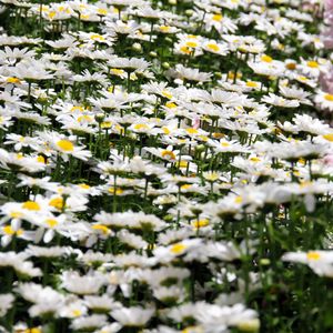 Preview wallpaper daisies, flowers, petals, white, field