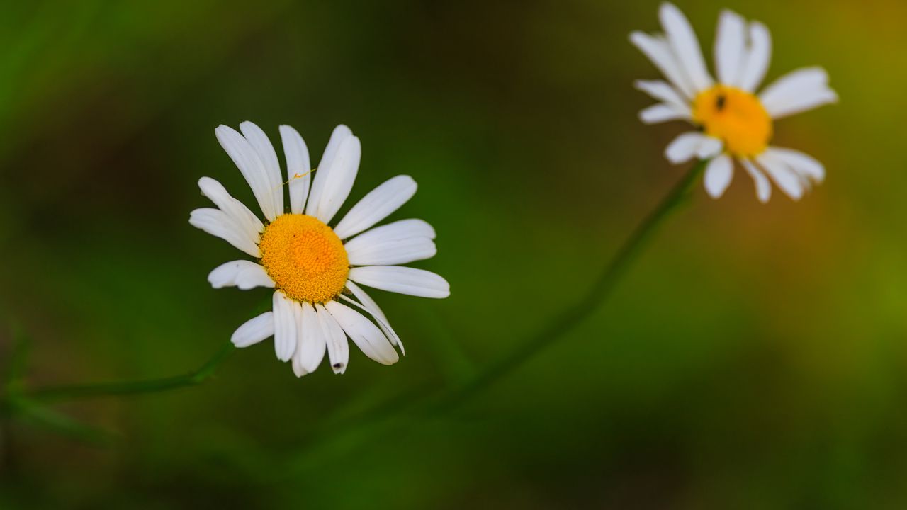 Wallpaper daisies, flowers, petals, blur, nature