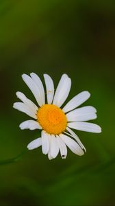 Preview wallpaper daisies, flowers, petals, blur, nature