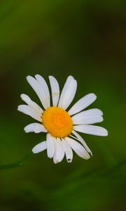 Preview wallpaper daisies, flowers, petals, blur, nature
