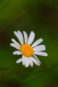 Preview wallpaper daisies, flowers, petals, blur, nature