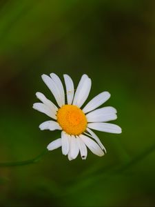Preview wallpaper daisies, flowers, petals, blur, nature