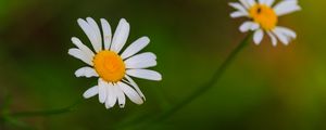 Preview wallpaper daisies, flowers, petals, blur, nature