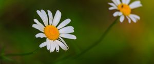 Preview wallpaper daisies, flowers, petals, blur, nature