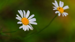 Preview wallpaper daisies, flowers, petals, blur, nature