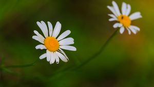 Preview wallpaper daisies, flowers, petals, blur, nature
