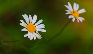 Preview wallpaper daisies, flowers, petals, blur, nature