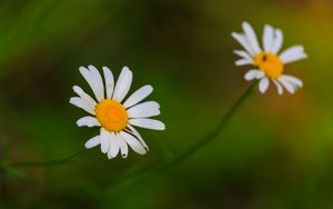 Preview wallpaper daisies, flowers, petals, blur, nature