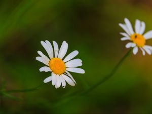 Preview wallpaper daisies, flowers, petals, blur, nature