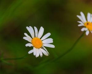 Preview wallpaper daisies, flowers, petals, blur, nature