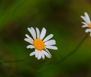 Preview wallpaper daisies, flowers, petals, blur, nature