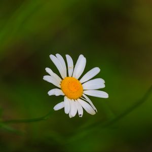 Preview wallpaper daisies, flowers, petals, blur, nature