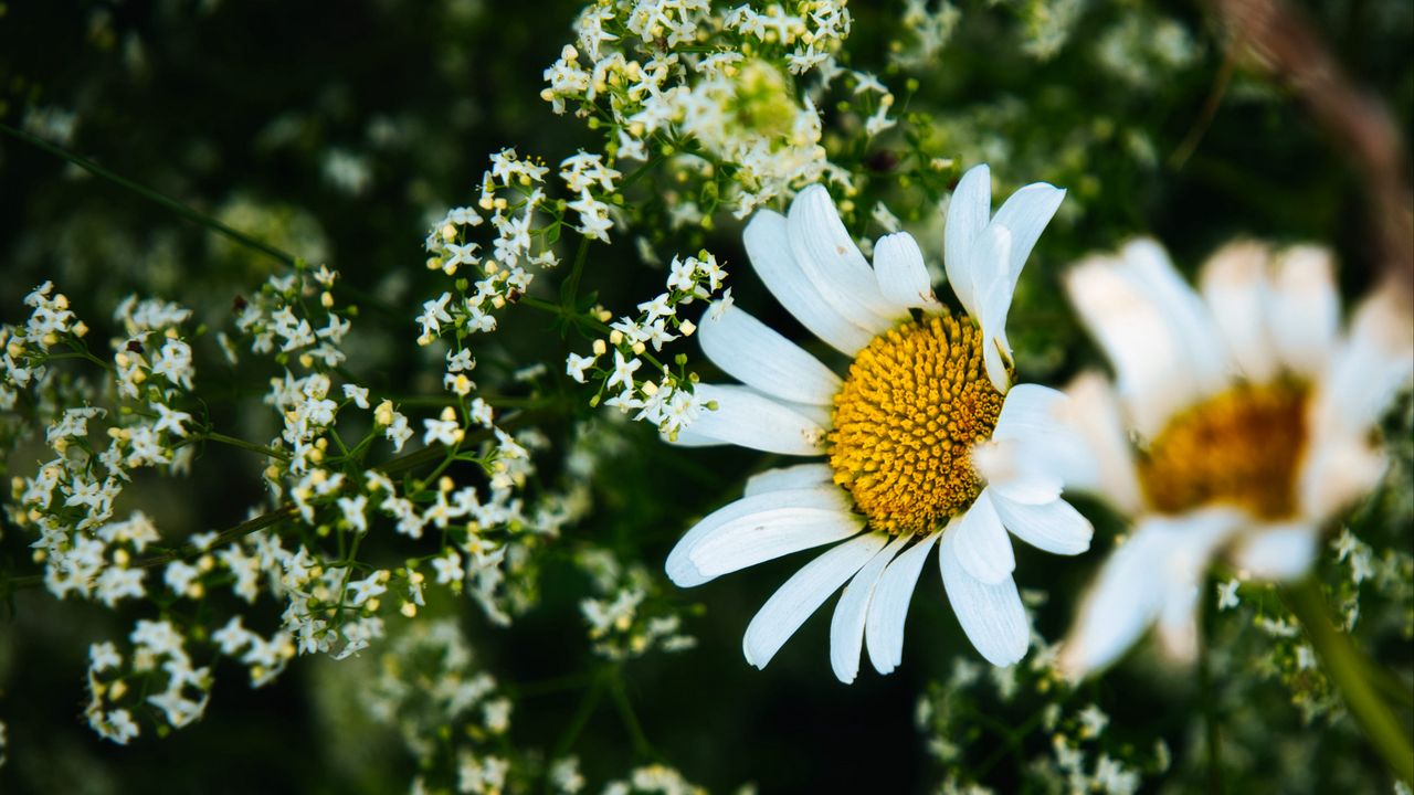 Wallpaper daisies, flowers, petals, meadow, summer, macro, nature