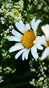 Preview wallpaper daisies, flowers, petals, meadow, summer, macro, nature