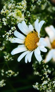 Preview wallpaper daisies, flowers, petals, meadow, summer, macro, nature