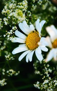 Preview wallpaper daisies, flowers, petals, meadow, summer, macro, nature