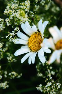Preview wallpaper daisies, flowers, petals, meadow, summer, macro, nature