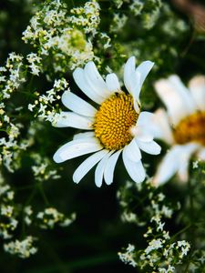 Preview wallpaper daisies, flowers, petals, meadow, summer, macro, nature