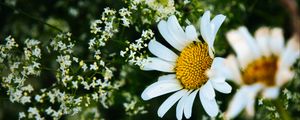 Preview wallpaper daisies, flowers, petals, meadow, summer, macro, nature