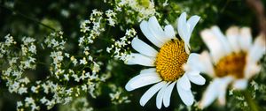 Preview wallpaper daisies, flowers, petals, meadow, summer, macro, nature