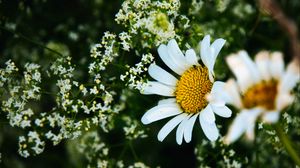 Preview wallpaper daisies, flowers, petals, meadow, summer, macro, nature