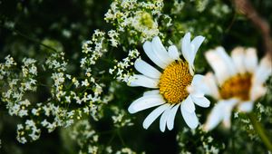 Preview wallpaper daisies, flowers, petals, meadow, summer, macro, nature