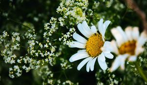 Preview wallpaper daisies, flowers, petals, meadow, summer, macro, nature