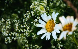 Preview wallpaper daisies, flowers, petals, meadow, summer, macro, nature