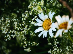 Preview wallpaper daisies, flowers, petals, meadow, summer, macro, nature