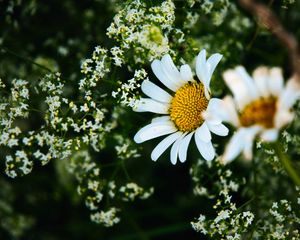 Preview wallpaper daisies, flowers, petals, meadow, summer, macro, nature