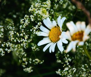 Preview wallpaper daisies, flowers, petals, meadow, summer, macro, nature